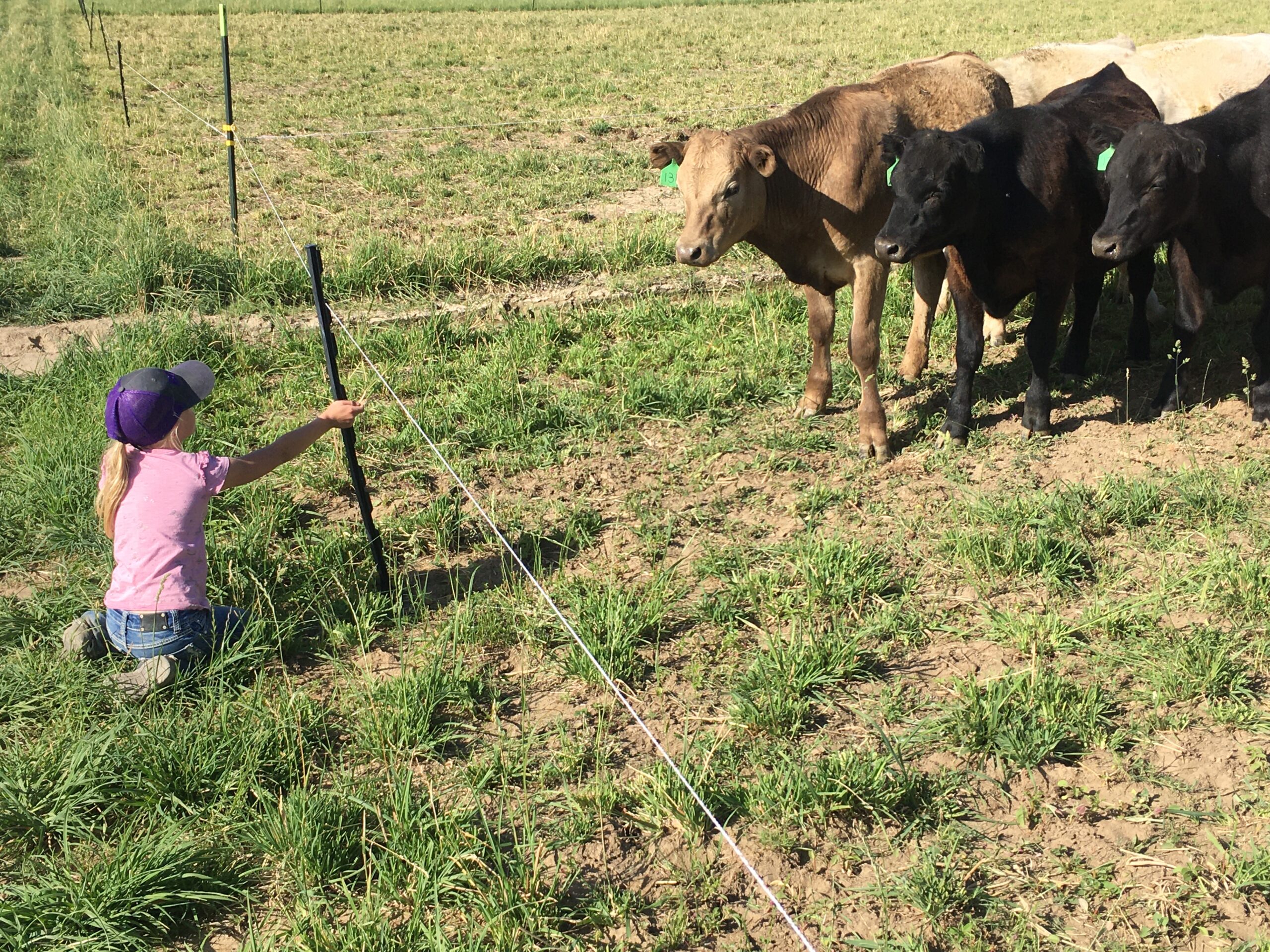 Heather Hall - June_moving_cows Young child kneeling in a grassy field, interacting with a group of calves, while holding a post for an electric fence. The scene captures a rural farming environment with clear blue skies and well-maintained pasture.
