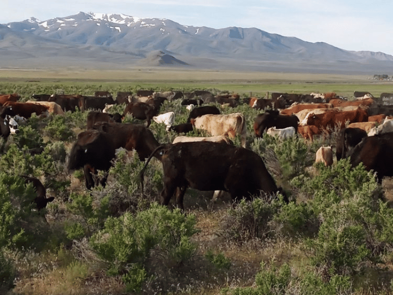 SK+Cattle+Grazing A herd of cattle grazing in a lush green field with mountains in the background, showcasing a scenic rural landscape.